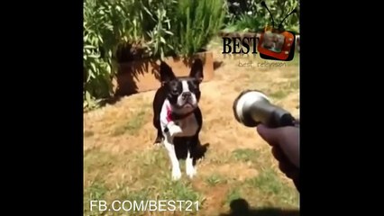 BEST FUNNY ANIMALS COMPILATION 2014   2015 NEW FULL HD   Funny video 2014 HD   Funny talking animals