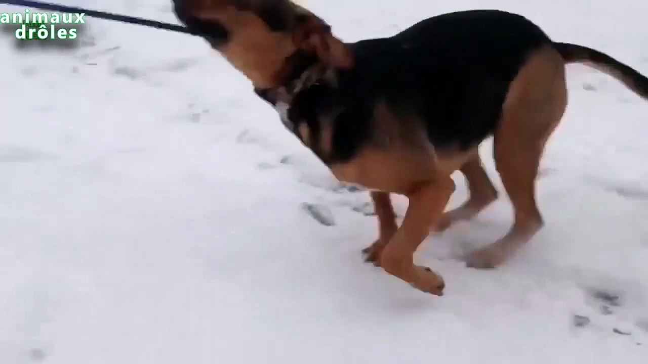 Chiens drôles jouant dans la neige