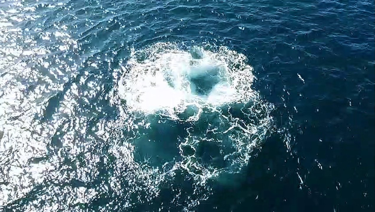 Dolphins feeding off Woonona Beach/Illawarra Mercury/ 3.4.23