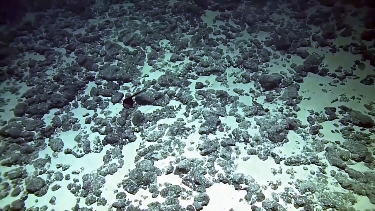 Very rare grandgousier-pelican   Un grandgousier-pélican