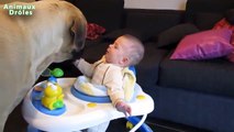 Bébés mignons jouent avec grands chiens