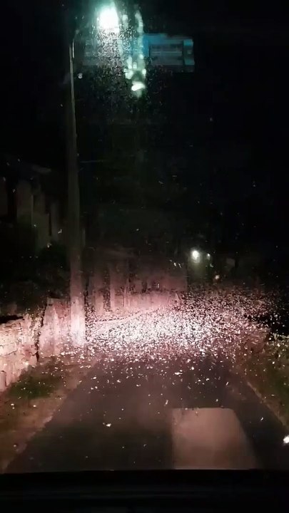 Butterflies invade a village   Des papillons envahissent un village