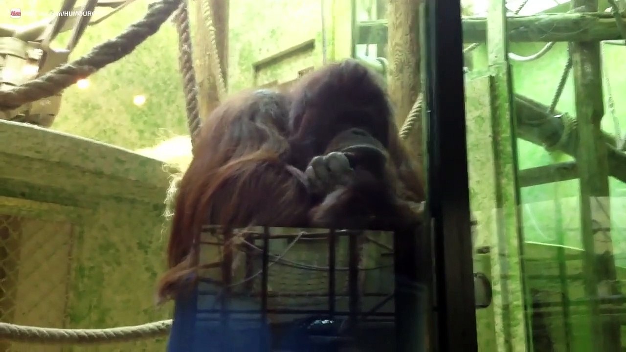 Orangs-outans drôles