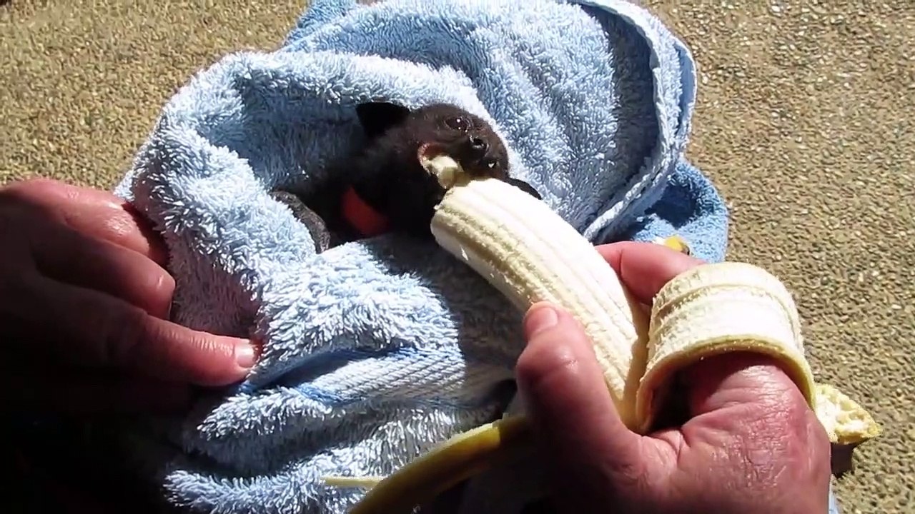 Une chauve-souris mange une banane
