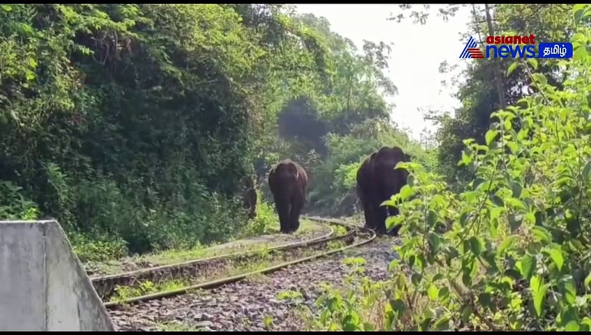  Watch : பலாப்பழம் பறித்து தின்ற காட்டுயானை! - ஜாலி உலா வந்த சிறுத்தையால் மக்கள் பீதி!