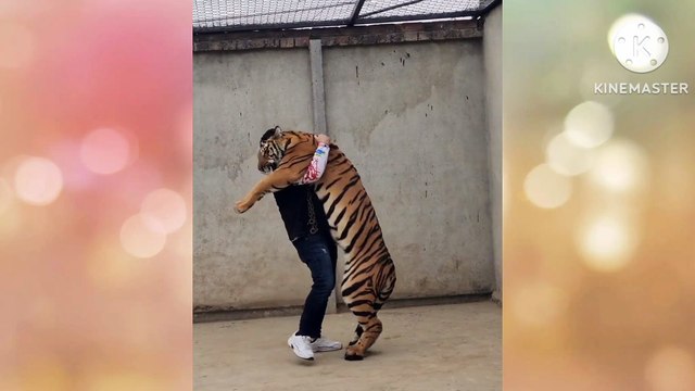 Tiger kabo me nai arha #lions #angrylion #foryou