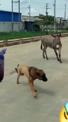 HAY MIGUEL es increíble  #funny