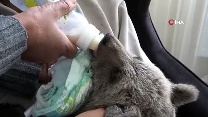 Yolda buldukları ayı yavrusunu eve götürdüler