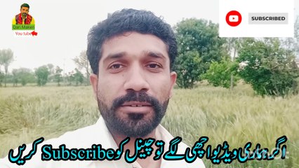 pakistan main Atr ka bohran