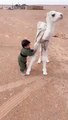 Baby Play with camel, 
