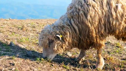 Woolly Mammoth "Meatball" Made With Prehistoric DNA