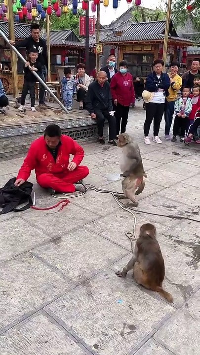 Monky vs man
