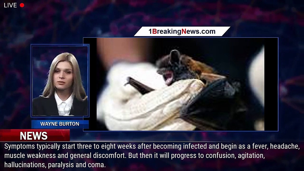 Minnesota man dies from RABIES after waking up to a rabid BAT biting his video Dailymotion