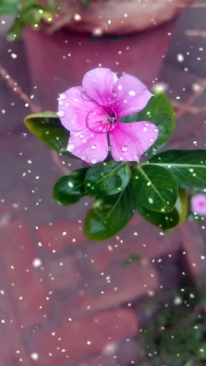 Natural beauty