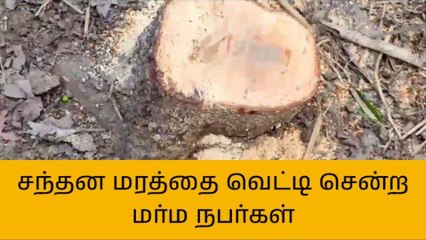 தஞ்சை: சந்தன மரத்தை வெட்டி சென்ற மர்ம நபர்கள்!