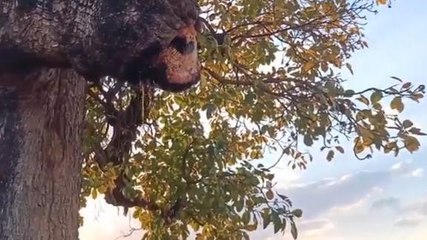 चमत्कारः महुआ के पेड़ ने अचानक बहने लगी पानी की धारा,आश्चर्य में ग्रामीण