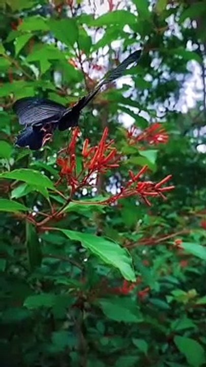 Magical nature Capture the beauty around you Magical nature Butterfly