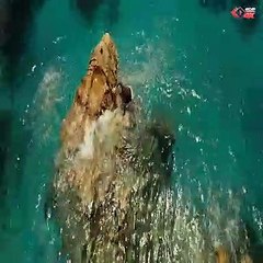 The Shark Attak Move Clips || Short Film