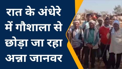 बाँदा: रात के अंधेरे में गौशाला से छोड़े जा रहे हैं अन्ना जानवर, फसलों को हो रहा भरी नुकसान