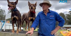 The value of working dogs | April 2023 | Stock & Land