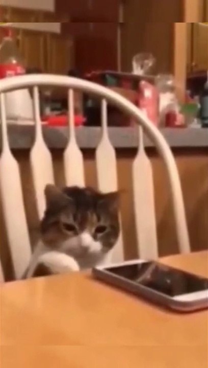 Funny animals-Funny cats-funny dogs-Funny animal videos 2023-Happy Animals #animals#cats#dogs#dailymotions#viral#trending#entertainment