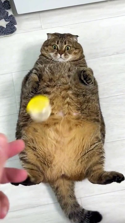 Baby Dogs Cute and Funny Dog Videos Compilation #5 | 30 Minutes of Funny Puppy Videos 2023 | HaHa Animals