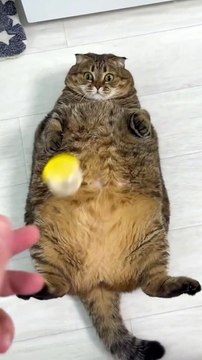 Baby Dogs Cute and Funny Dog Videos Compilation #5 | 30 Minutes of Funny Puppy Videos 2023 | HaHa Animals