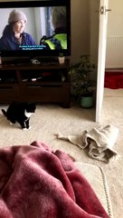 Meet Clementine, the Curious New Protector 🐾