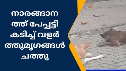 ഭീകരാന്തരീക്ഷം; പേപ്പട്ടി കടിച്ച് പശുവും വളര്‍ത്തുനായയും ചത്തു