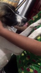 Dramatic Dog Begs For Forgiveness