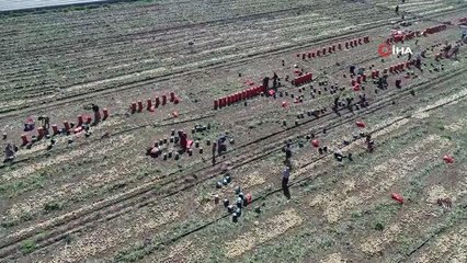 Bu yıl iki kat ekildi: Turfanda soğan hasadı başladı, fiyatı düşmeye başlayacak