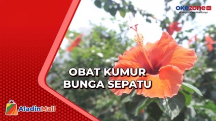 Inovasi Obat Kumur Bunga Sepatu, Menyegarkan Mulut saat Puasa