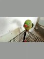 cute parrot talking | kamran desi life