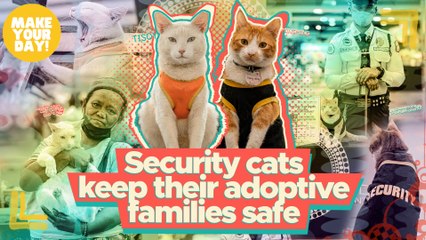 Security cats keep their adoptive families safe | Make Your Day