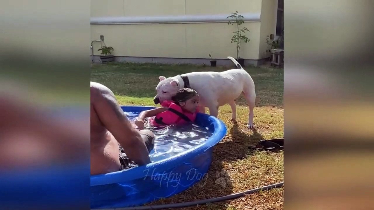 Funny animals - Funny cats _ dogs - Funny animal videos