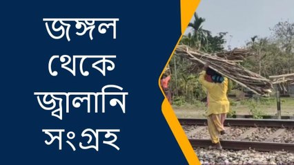 রান্নার গ‍্যাসের দাম দিনপ্রতিদিন বৃদ্ধি পাওয়ায় জঙ্গলের উপর ক্রমশ চাপ বাড়ছে