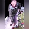 Karadenizli balıkçı yakaladığı köpek balığını böyle ısırdı!