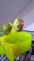 My indian ringneck talking parrot chanda