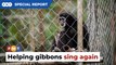 Giving gibbons a voice to sing again