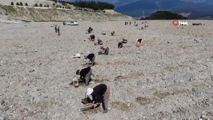 Kazdağları'nda 300 dönümlük eski maden sahası lavanta bahçesi olacak