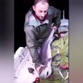 Karadenizli balıkçı yakaladığı köpek balığını böyle ısırdı!