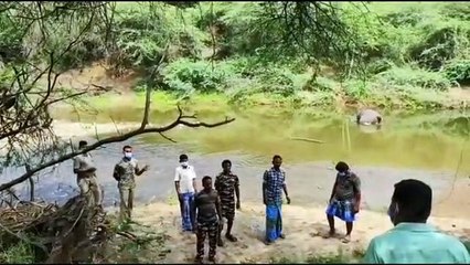 Carcass of two wild elephants were recovered in a single day at Dharmapuri