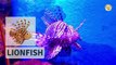 The Ocean 4K Sea Animals for Kids COCO Kids TV #ocean #seaanimals #coco