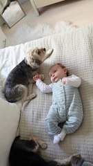 Dog sitting beside a baby | Cute Baby | ❣️❣️
