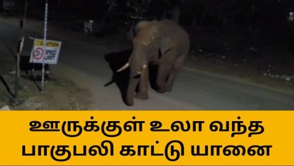 Download Video: கோவை: மீண்டும் ரீ என்ட்ரி பாகுபலி-பெரும் அதிர்ச்சி தகவல்!