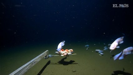 Graban a un pez del tipo caracol a 8.336 metros de profundidad en Japón