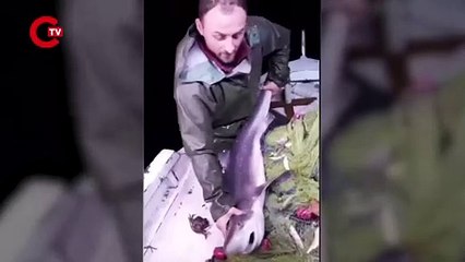 Karadenizli balıkçı yakaladığı köpek balığını böyle ısırdı!