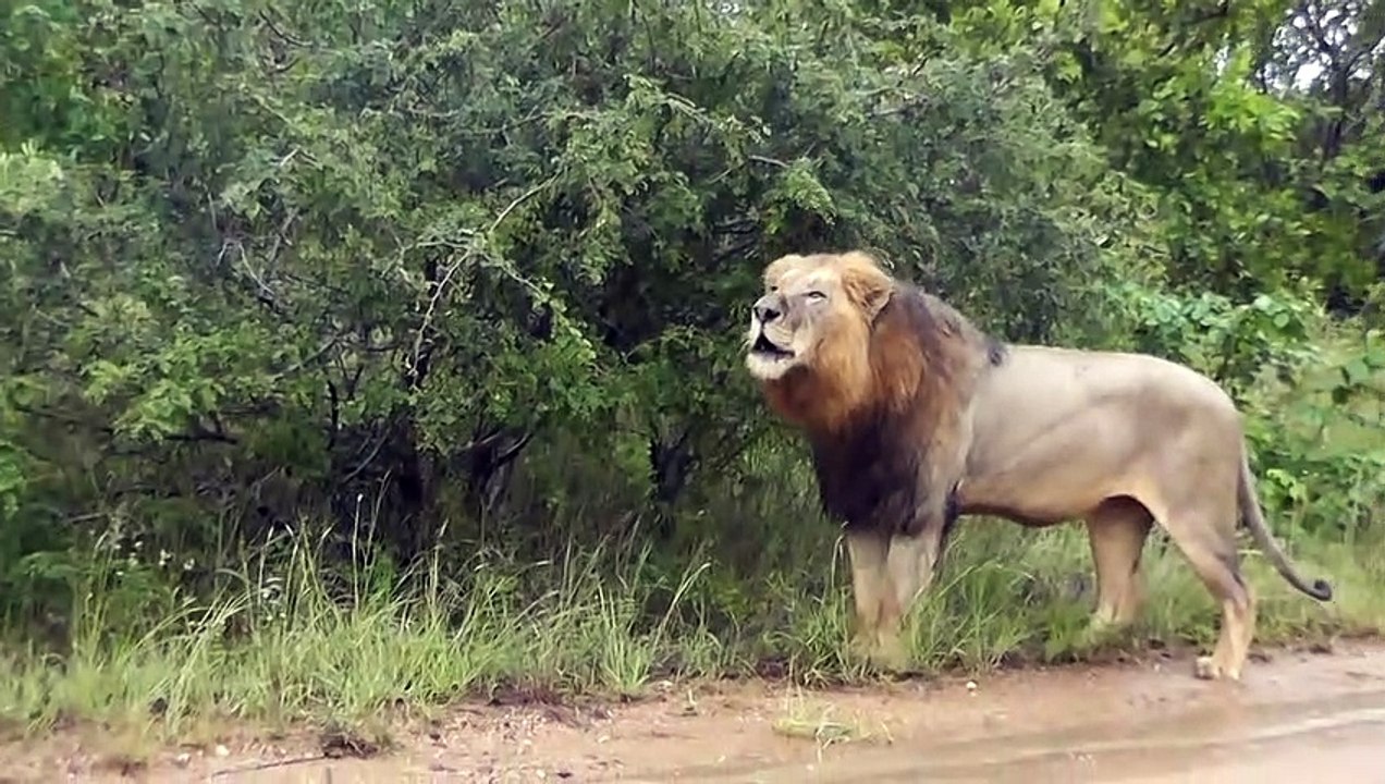 Big male Lions in the rain 720p