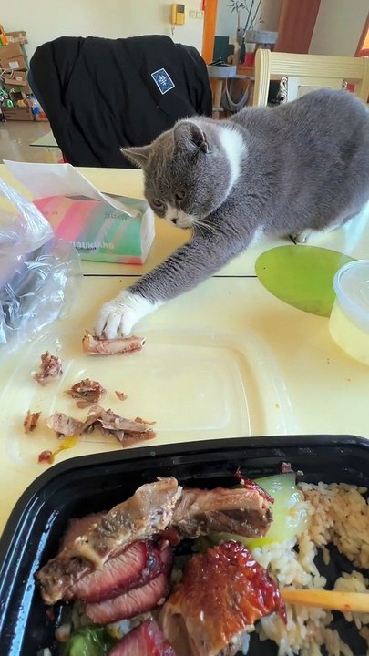 Cat Want To Eat Bones | Cat Funny Moments | Cute Pets |Funny Animals #animals #pets #cats #catvideos #cutepets #funny