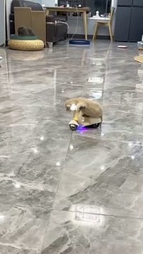 Cat Funny Moments | Cute Pets | Funny Animals | Animals Funny Moments #animals #pets #cats #catvideos #cutepets #funny